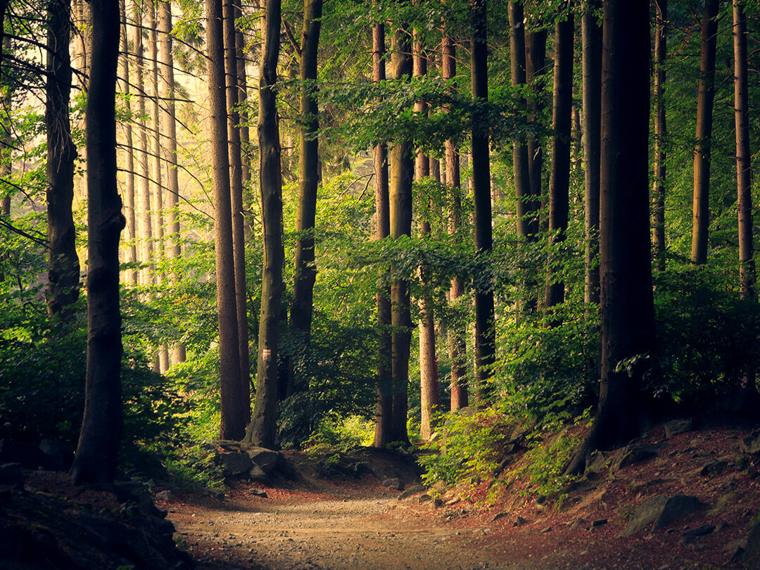 Waldweg. Copyright: Lukasz Szmigiel, unsplash